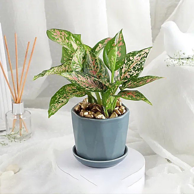 Stylish Aglonema in Cup Gift
