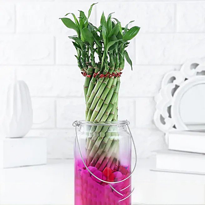 Lucky Bamboo Bliss