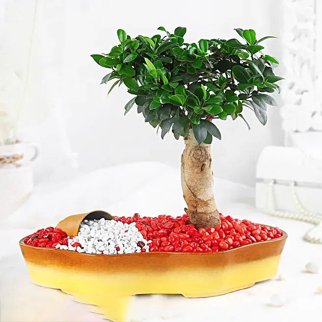 Bonsai Plant Vibrant Garden Pot