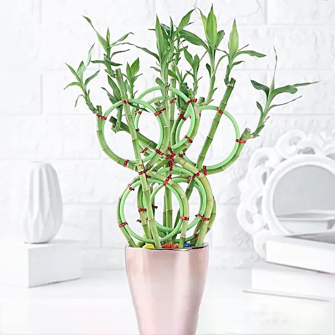Spiraled Zen Bamboo Plant