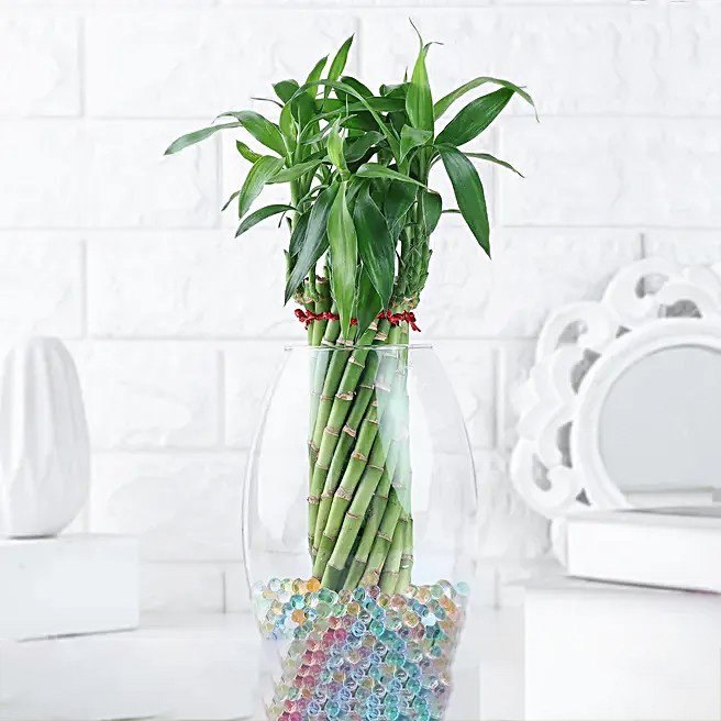 Spiral Bamboo Gift