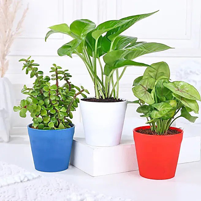 Money Jade Syngonium Plant Set
