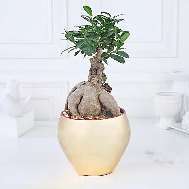Golden Serenity with Ficus Bonsai