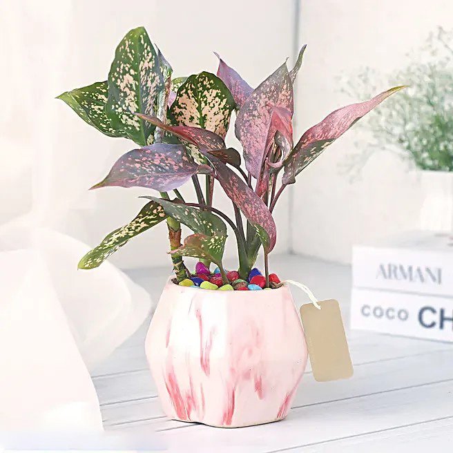 Pink Fortune Aglaonema Plant
