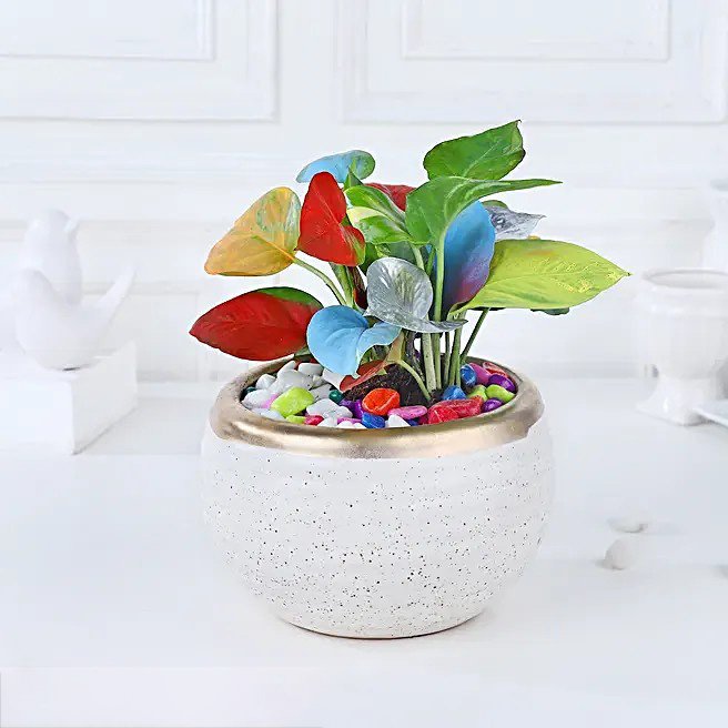 Colourburst Money Plant Symphony