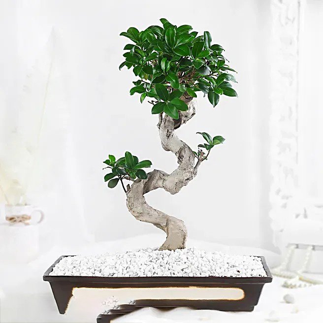 Bonsai Plant Peaceful Garden Pot