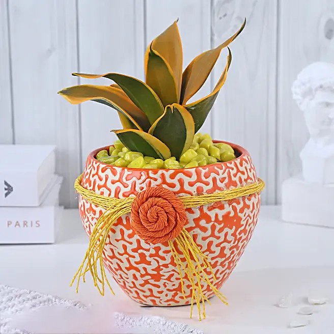 Sansevieria Sunshine Fusion Bloom