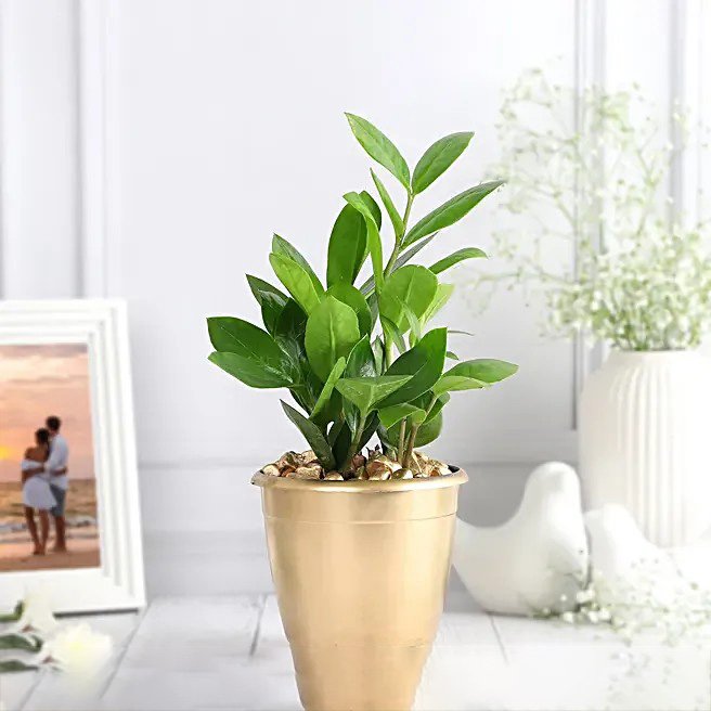 Golden Charm ZZ Plant Decor
