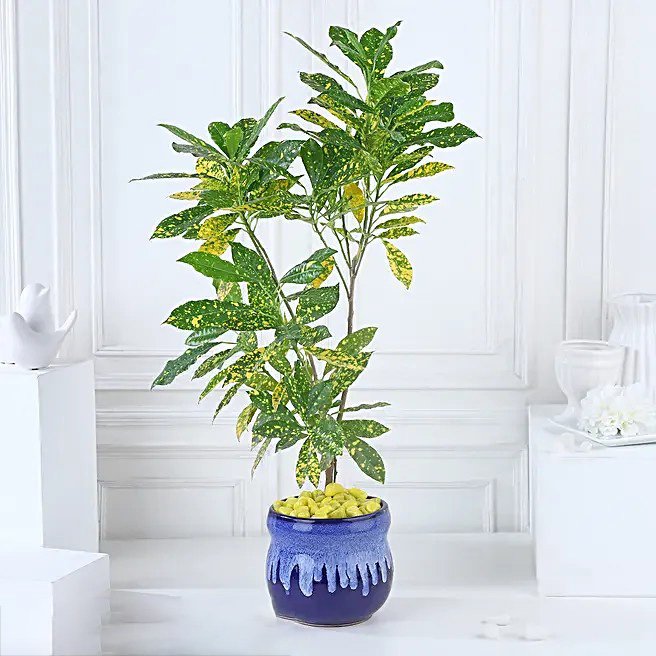 Croton Lemon Zest Delight