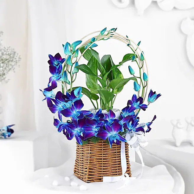 Tranquil Orchid and Prosperity Plant Gift
