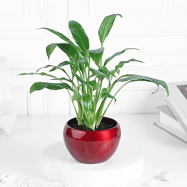 Peace Lily Plant In Bold Red Pot