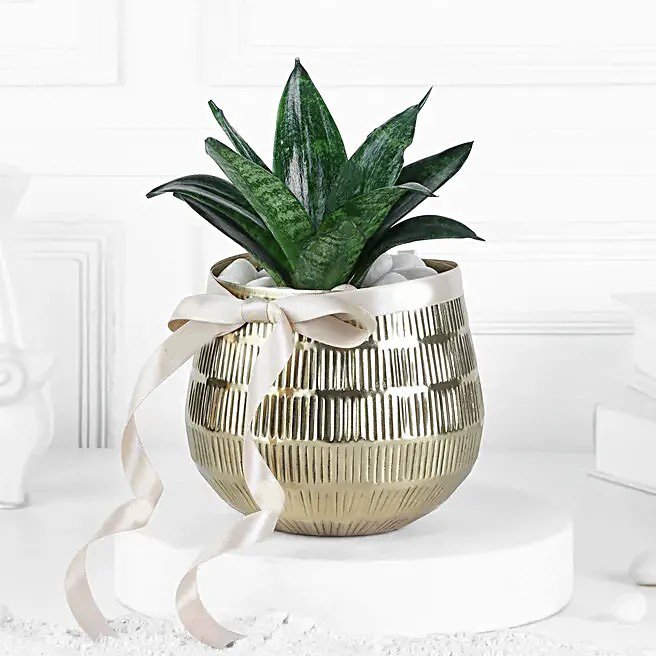 Sansevieria Plant In Blingy Gold Pot
