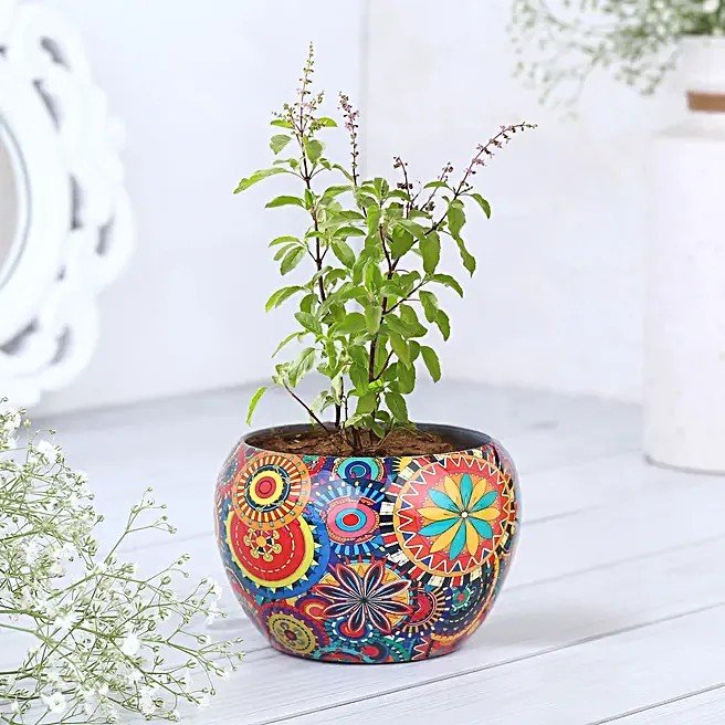 Sacred Tulsi in Rajwada Pot