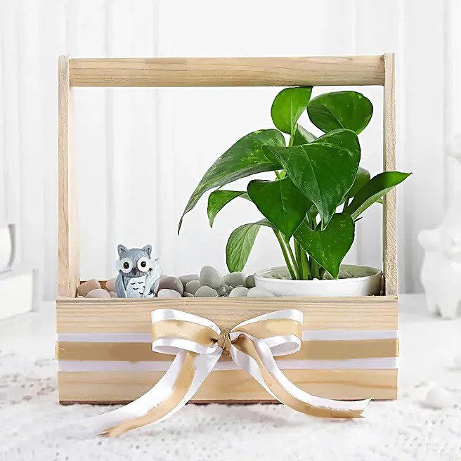 Wealth N Charm Money Plant Set