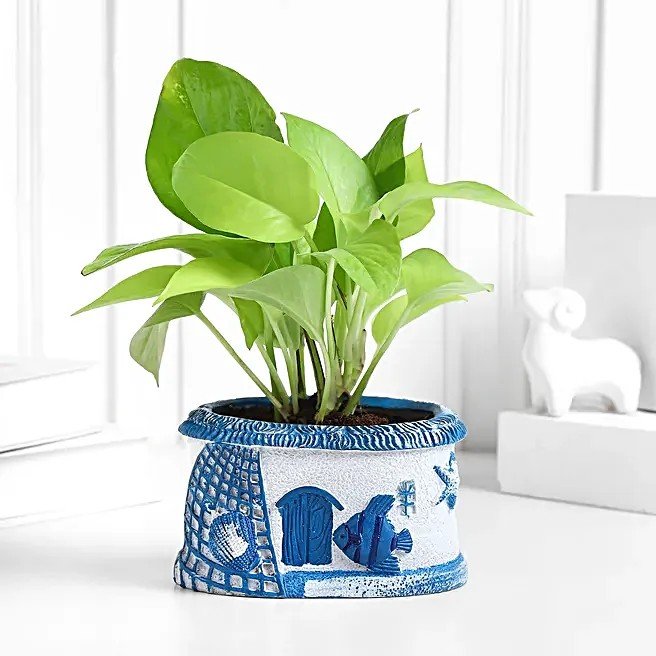 Sea Breeze N Money Plant