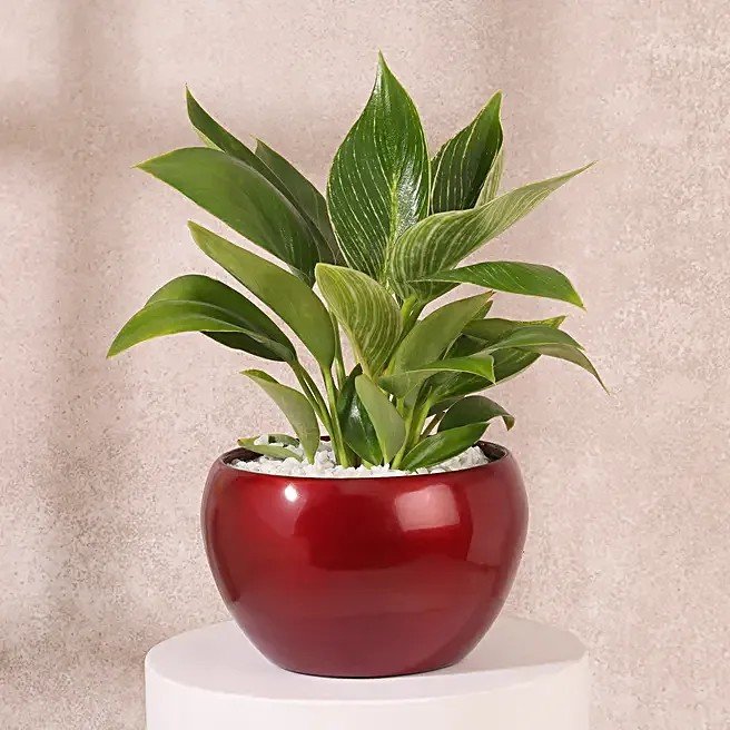 Philodendron Birkin in Red Pot