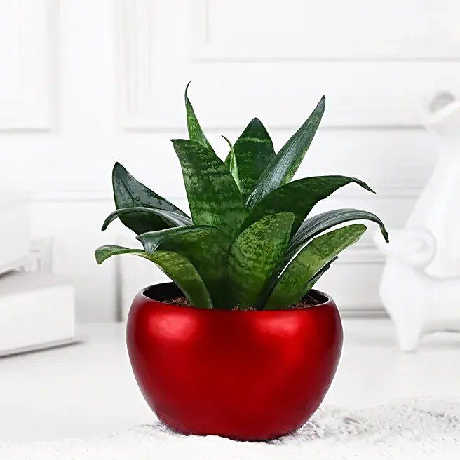 Snake Plant Sanctuary
