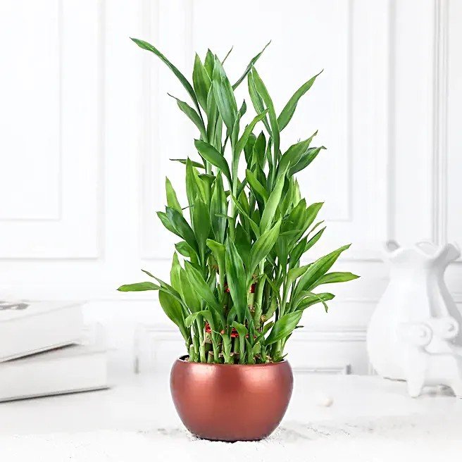 Lucky Bamboo Trio