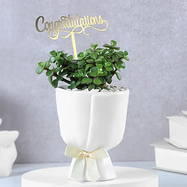 Lush Jade Prosperity Congratulatory Planter